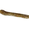 Ryan's Pet Supplies Chasing our Tails Whole Smoked Beef Trachea