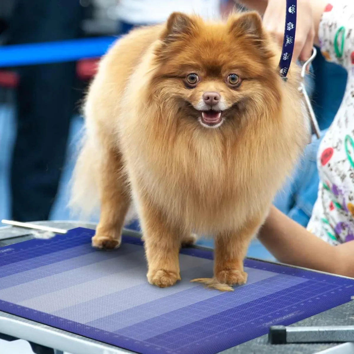 Ryan's Pet Supplies Chris Christensen Safety Symmetry Mat for Grooming Tables