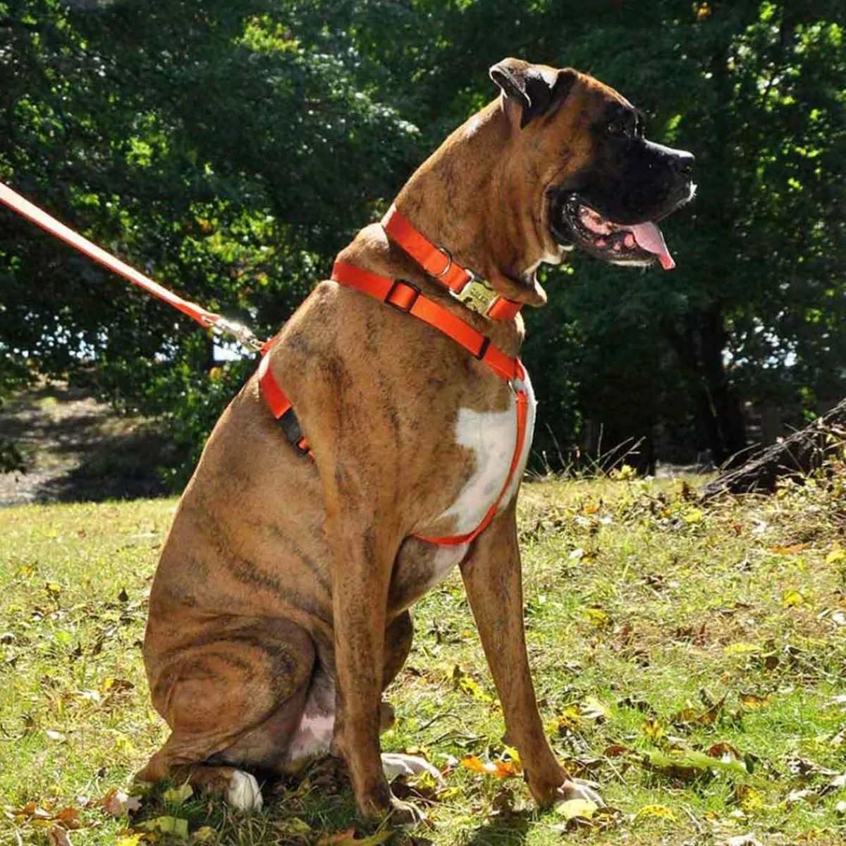 Ryan's Pet Supplies Coastal Adjustable Harness X-Small 3/8" 10-18" Girth