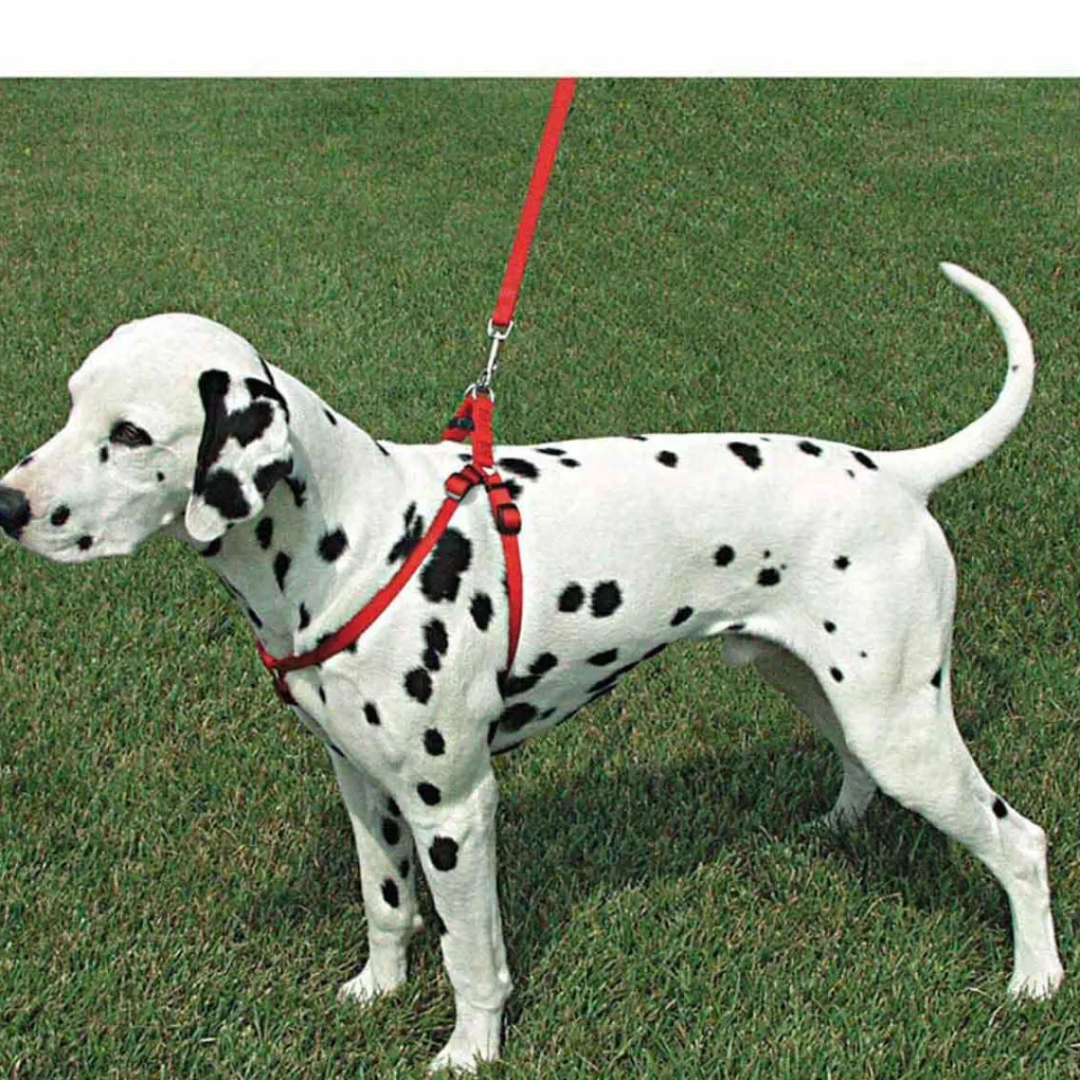 Ryan's Pet Supplies Coastal Comfort Wrap Adjustable Harness Small 5/8" by 16-24"