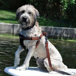 Ryan's Pet Supplies Coastal K9 Explorer Medium Harness 1" by 20-30"