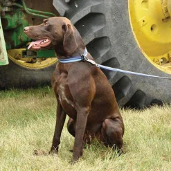 Ryan's Pet Supplies Coastal K9 Explorer 1" Collar 18-26"