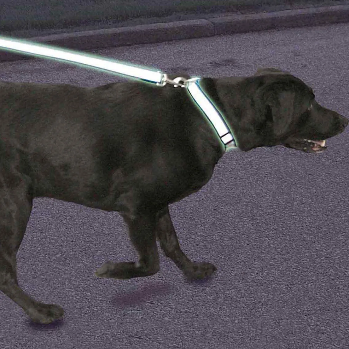 Ryan's Pet Supplies Coastal Lazer Brite Reflective Adjustable Collar 1" x 18-28"