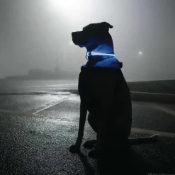 Ryan's Pet Supplies Coastal USB Light-Up Neck Ring