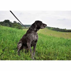 Ryan's Pet Supplies Flat Latigo Training Lead 6 X 3/4