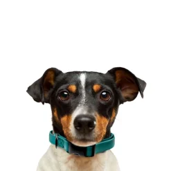 Ryan's Pet Supplies Jelly Pet BioThane® Dog Collar - Large (1" x 16''-24'')