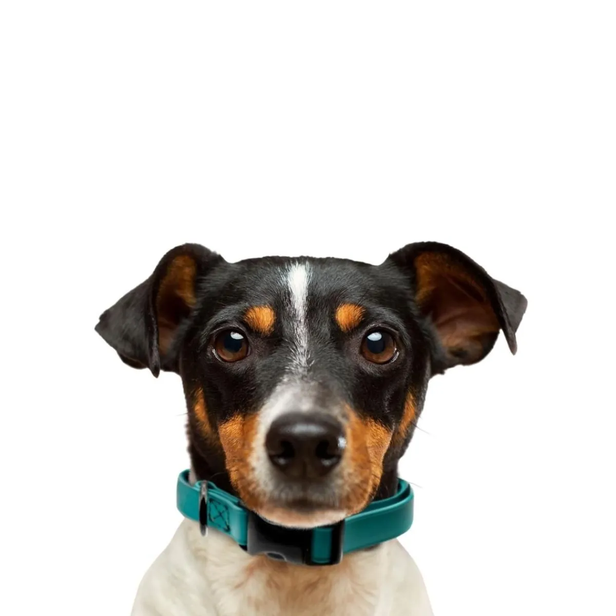Ryan's Pet Supplies Jelly Pet BioThane® Dog Collar - Medium 1'' x 13''-20''