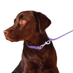 Ryan's Pet Supplies Jelly Pet Biothane Multi-Purpose Dog Leash - 5/8''