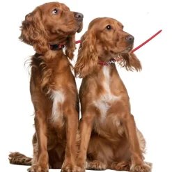 Ryan's Pet Supplies Jelly Pet Biothane Multi-Purpose Dog Leash 3/8''