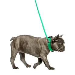 Ryan's Pet Supplies Jelly Pet Waterproof Standard Dog Leash - 1/2'' x 6'