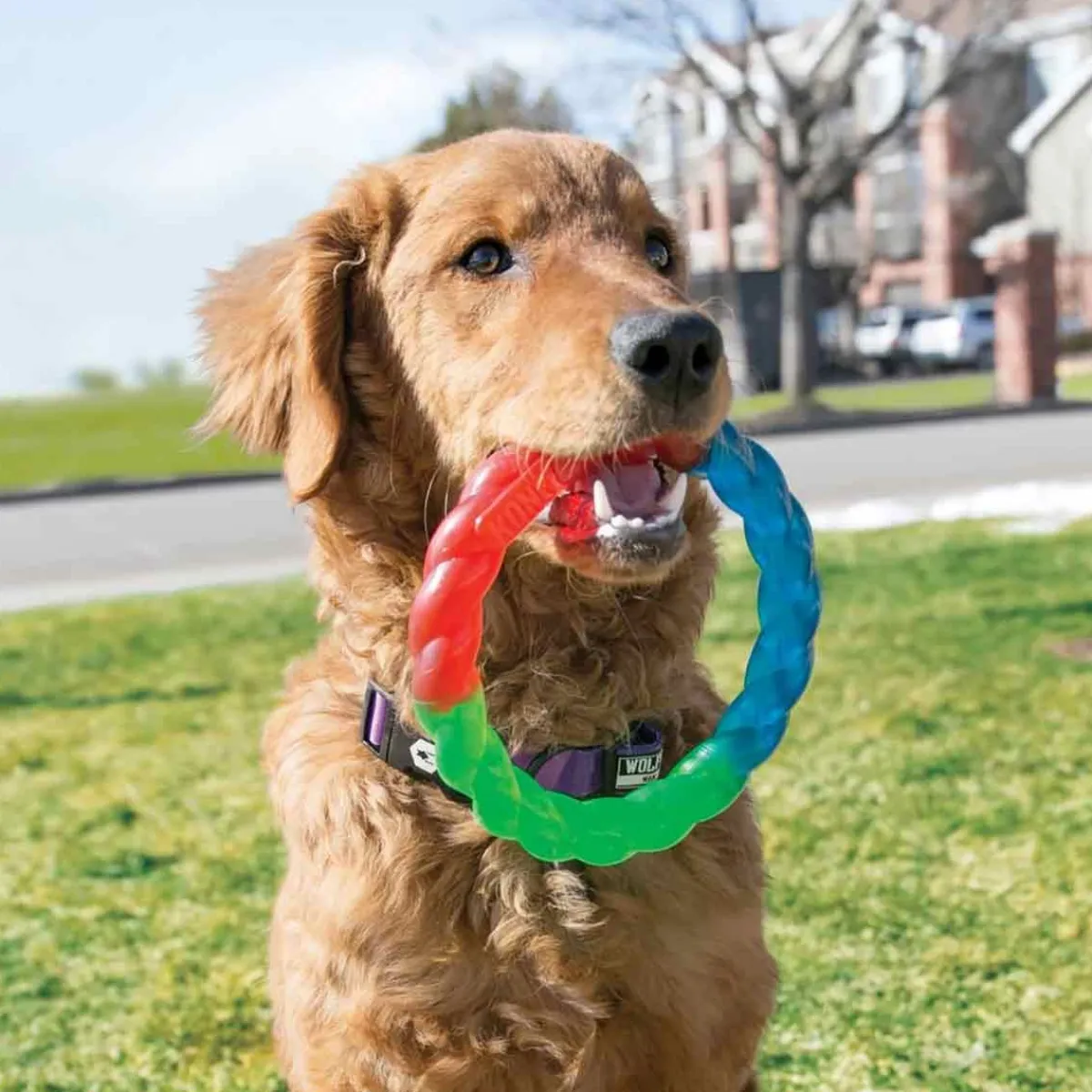 Ryan's Pet Supplies KONG Twistz Ring Large