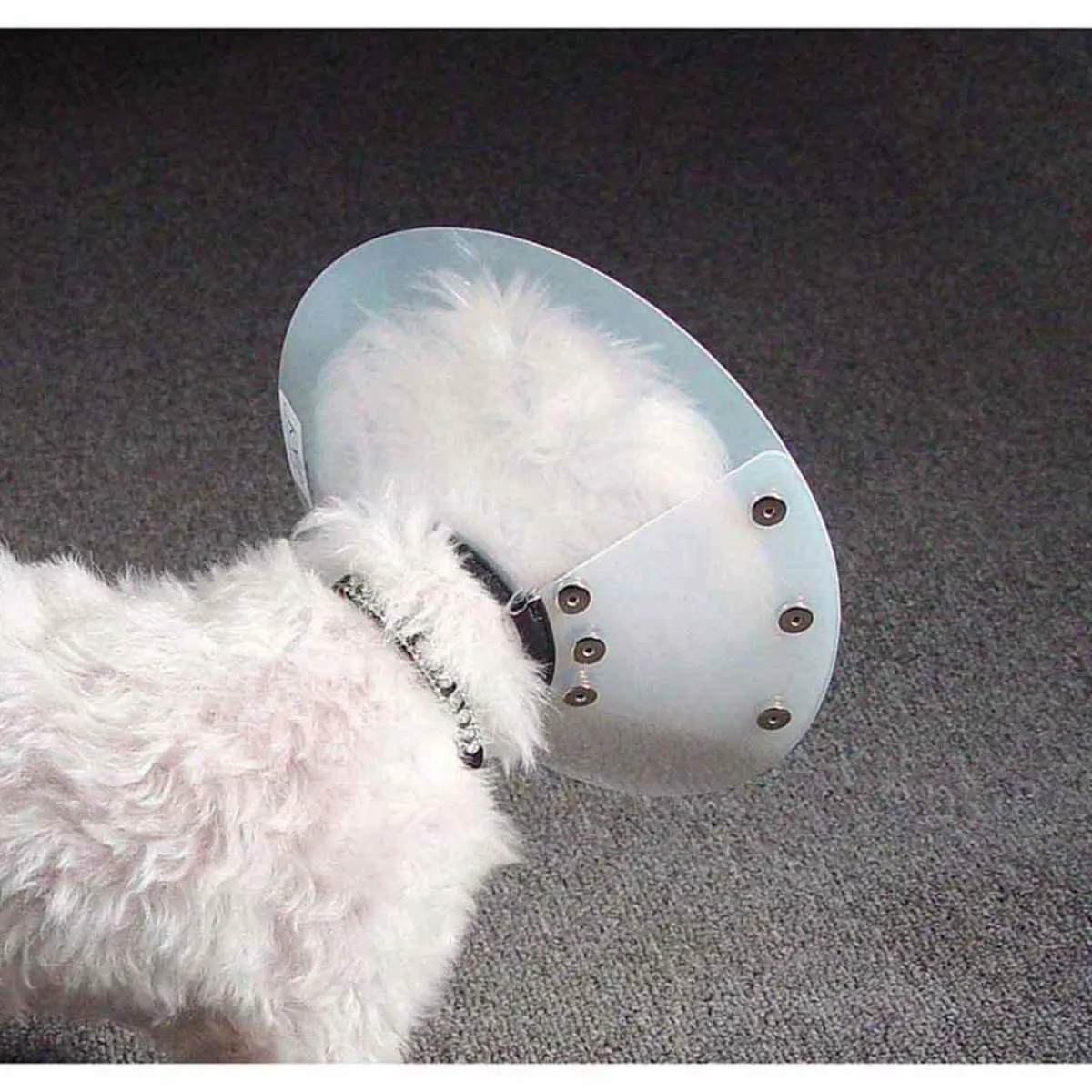 Ryan's Pet Supplies KVP Saf-T-Shield Elizabethan Collar XL