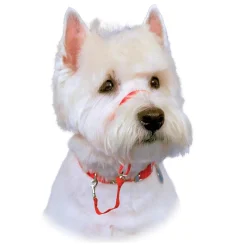 Ryan's Pet Supplies Red Halti Training Collar For Boxer/Chow/Shepherd